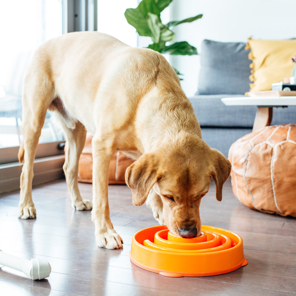 Outward Hound Fun Feeder Slo Bowl - Slow Feeder Dog Bowl (5 in