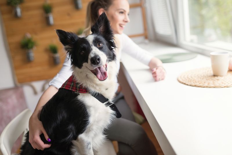 Why Feed Your Pet Holistic Pet Food?