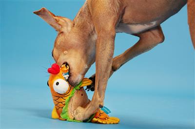 Bark Ernesto The Fish Taco Plush Dog Toy